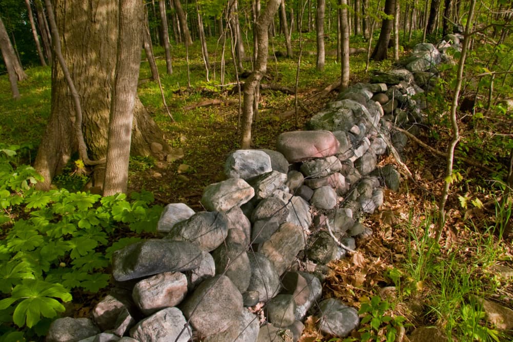 Album cover art for "Meadows" by Joe Walsh