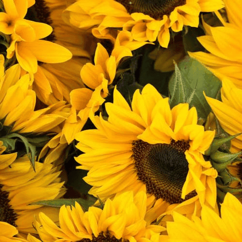 Album cover art for "Noticed I cried" by PinkPantheress