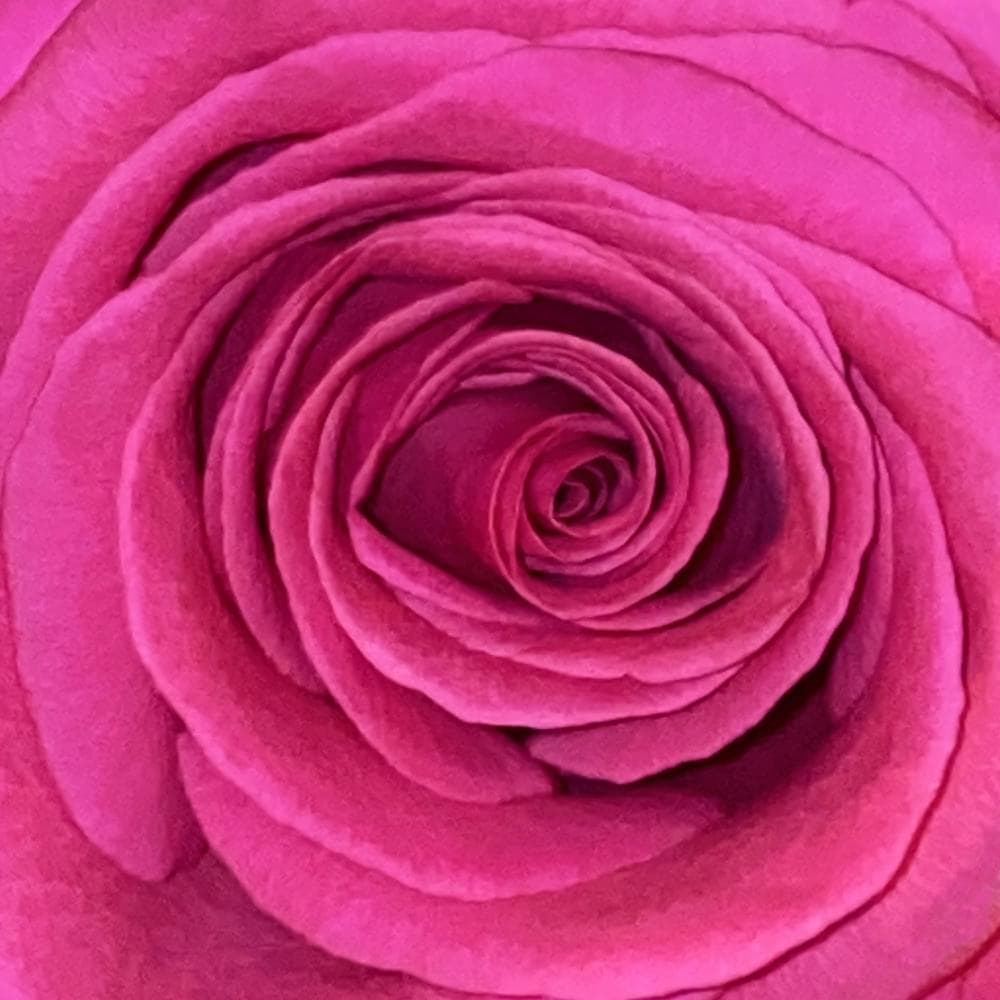 Album cover art for "Nahuel Huapi" by Bilderbuch