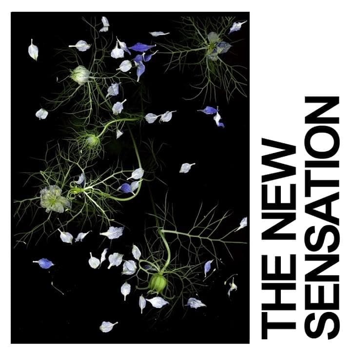 Album cover art for "The New Sensation" by IDLES