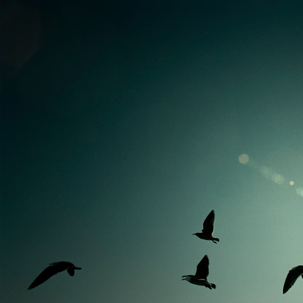 Album cover art for "12 Ghosts II" by Nine Inch Nails