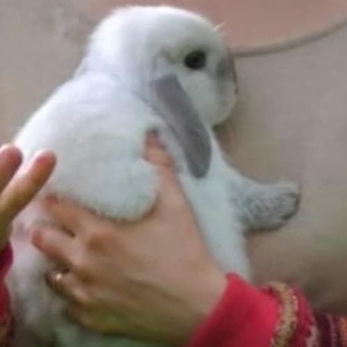 Album cover art for "park" by Clairo