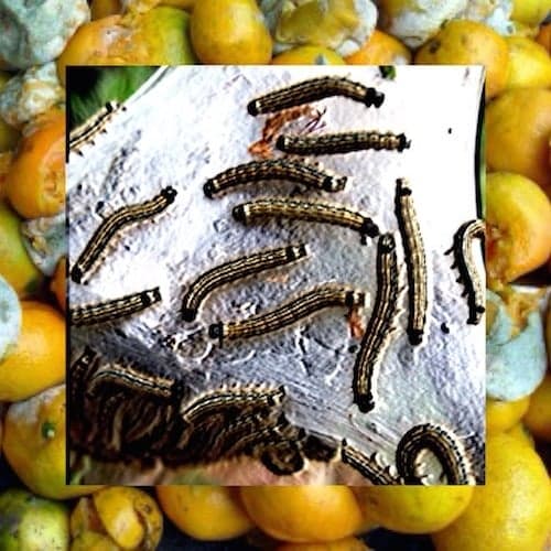 Album cover art for "Lemon Slime" by $uicideboy$