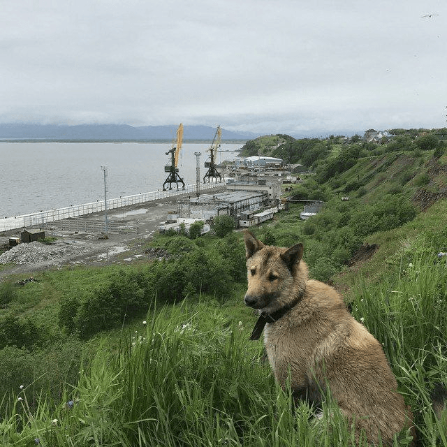 Cover image for Музыкальная открытка (Musical card)