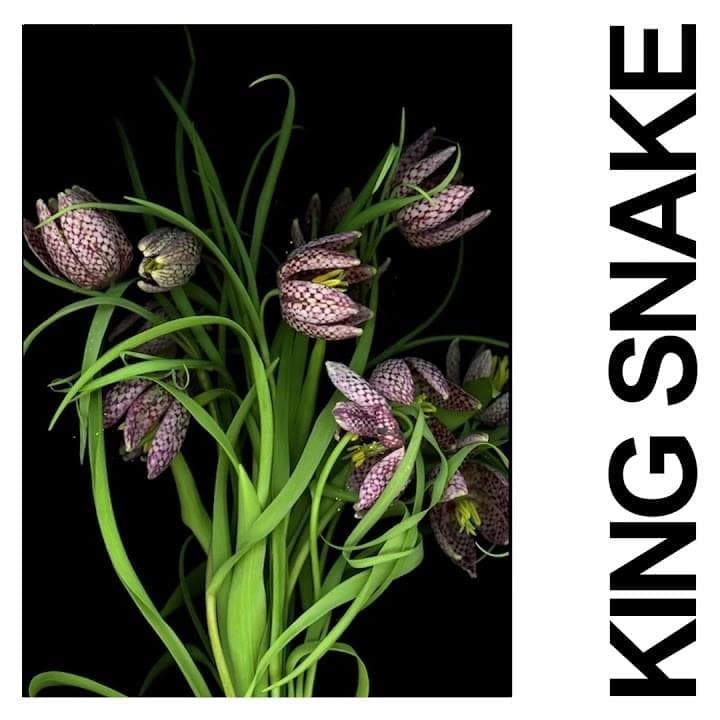 Album cover art for "King Snake" by IDLES