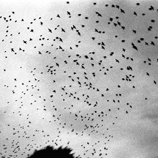 Album cover art for "Carousel" by A Blaze of Feather