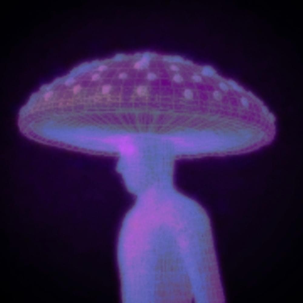 Photo of n-d cogumelo