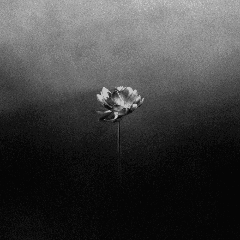 Album cover art for "Free" by Little Simz