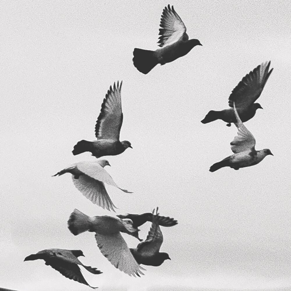 The Almighty Birds