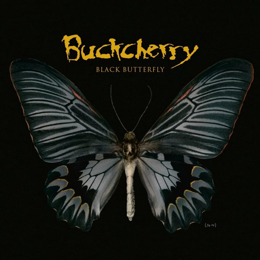 Black Butterfly 