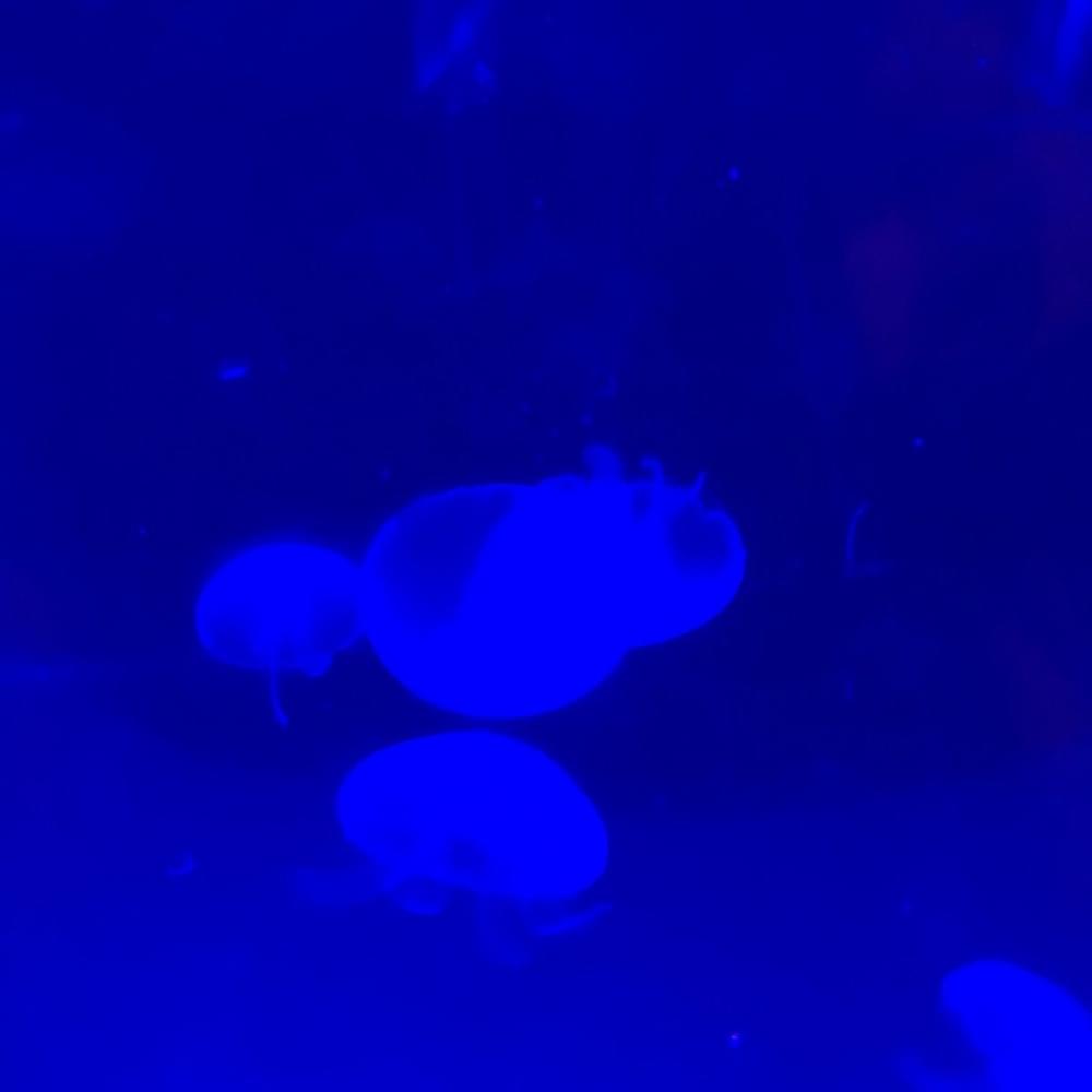 ･✧(๑ඕัළ*.。 *¨°。 (Dark Blue)