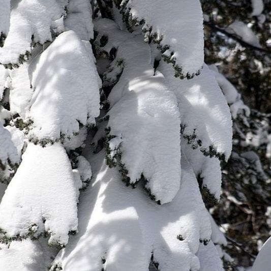 the rest of winter
