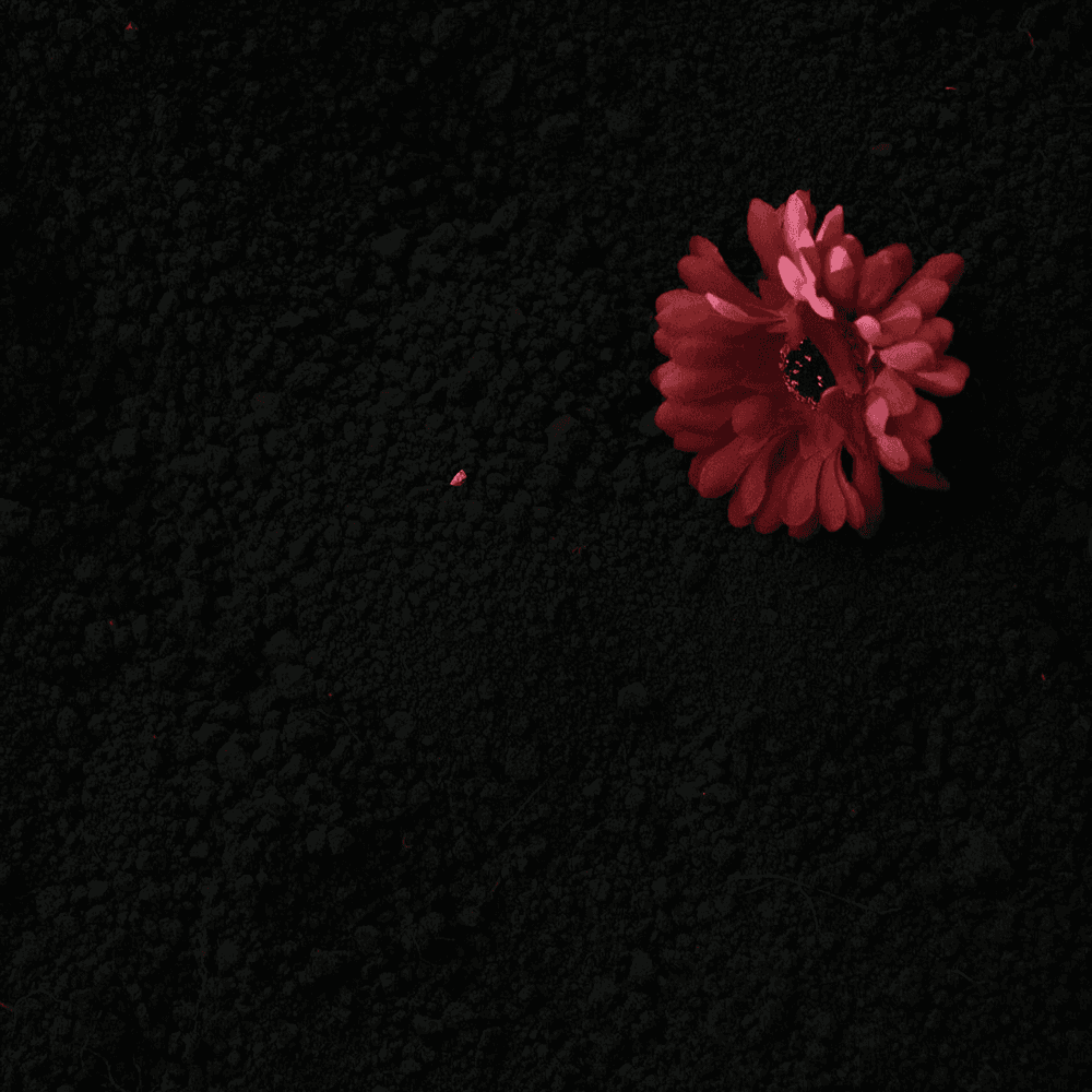 Album cover art for "Lust or Love" by Quemmekh