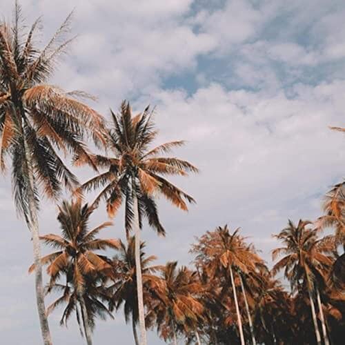 Paradise - Single