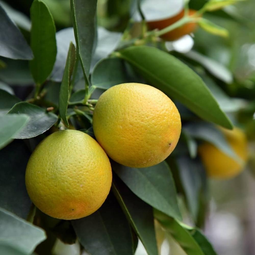The Citrus Trees
