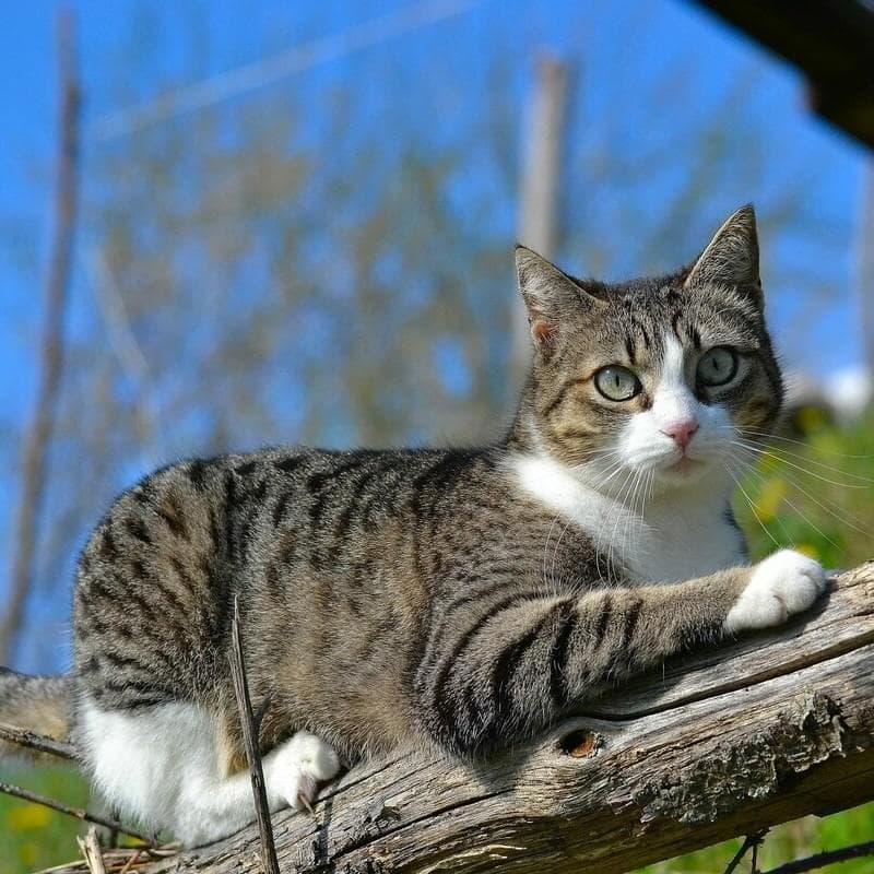 Секреты (Sekreti) Profile Picture Photo of Секреты (Sekreti)