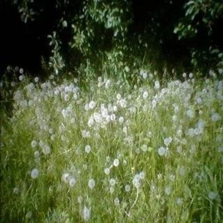 трипхолд (triphold) Cover Art