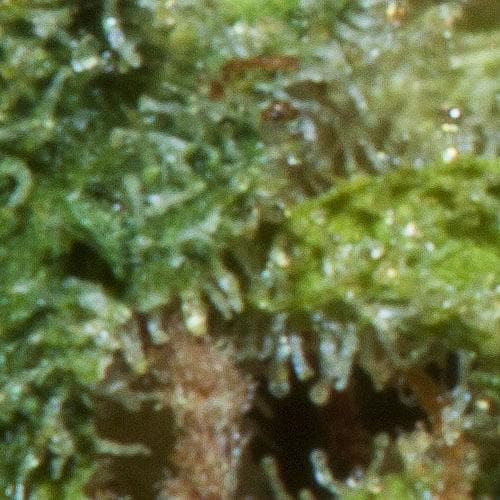 Album cover art for "Gaudy Pack Shawty" by $uicideboy$ & Yung God