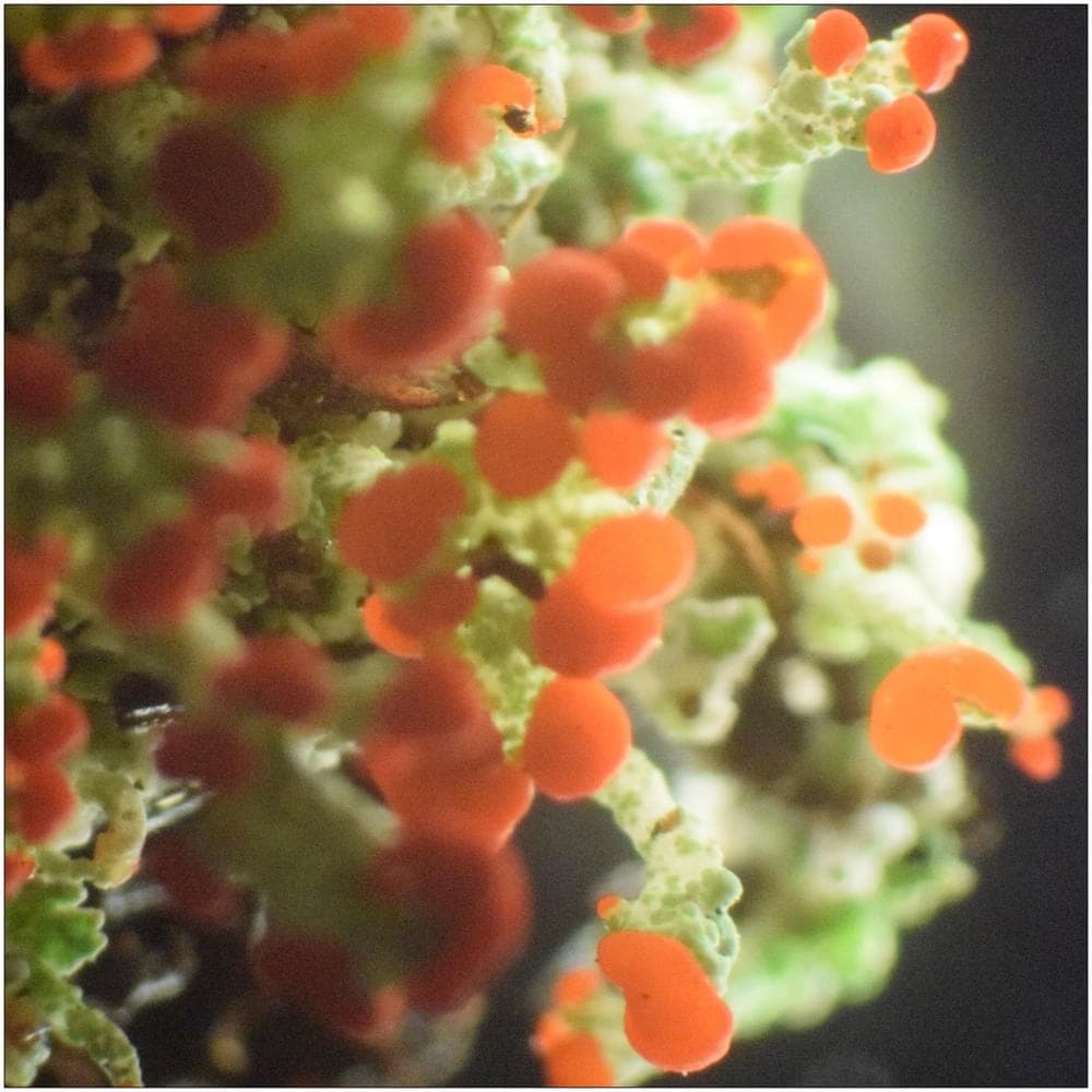 Album cover art for "MASTERMIND" by SURF GANG & JDN (SURF GANG) & Moh Baretta