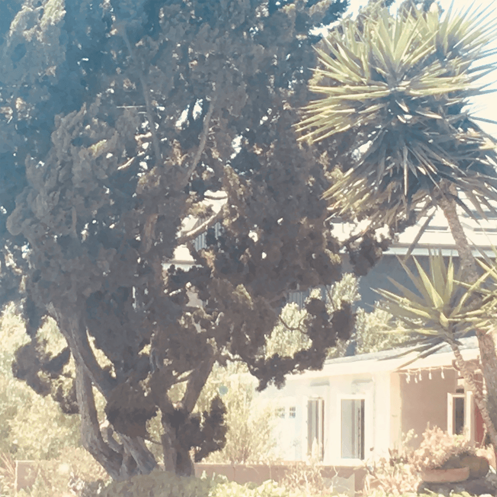 Album cover art for "Venice Bitch" by Lana Del Rey