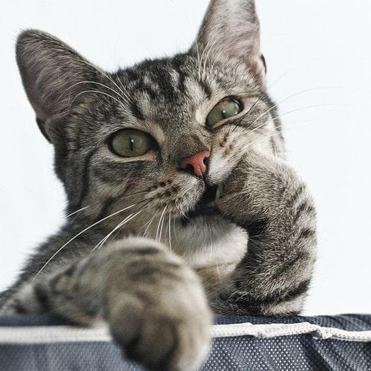 Кот думает и смотрит в окно (Cat thinks and looks out window) Cover Art