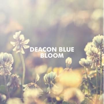Bloom