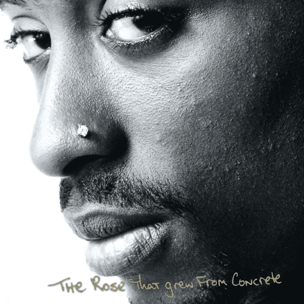 The Rose That Grew From Concrete