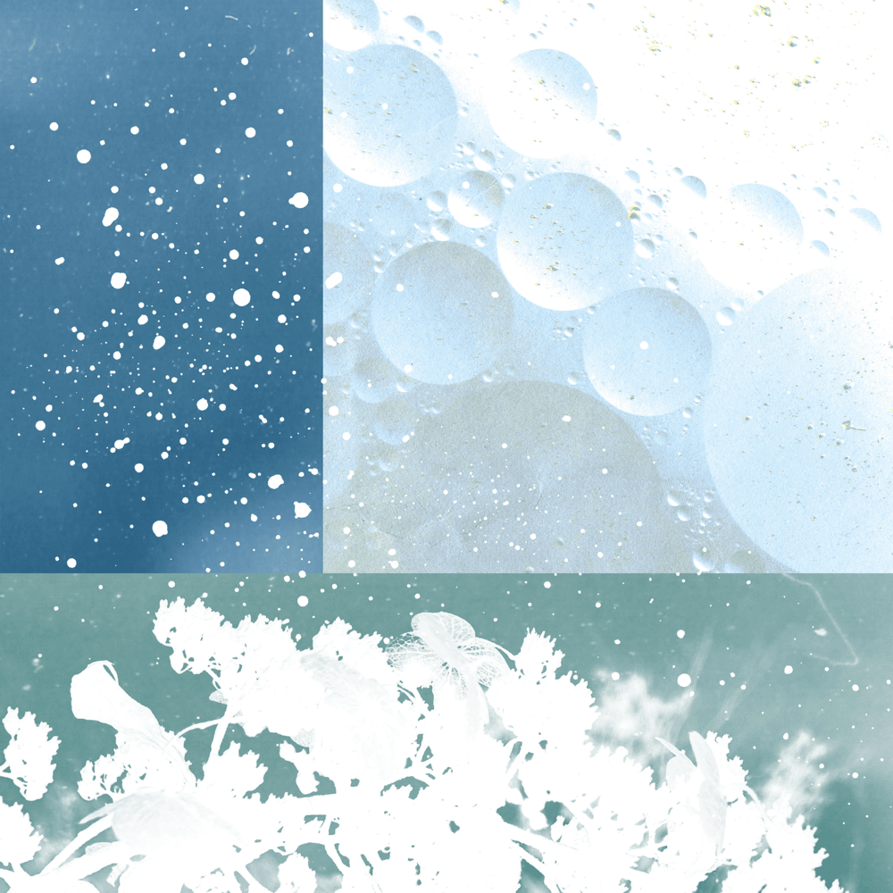 종이꽃 정원 (Chamomile Garden)
