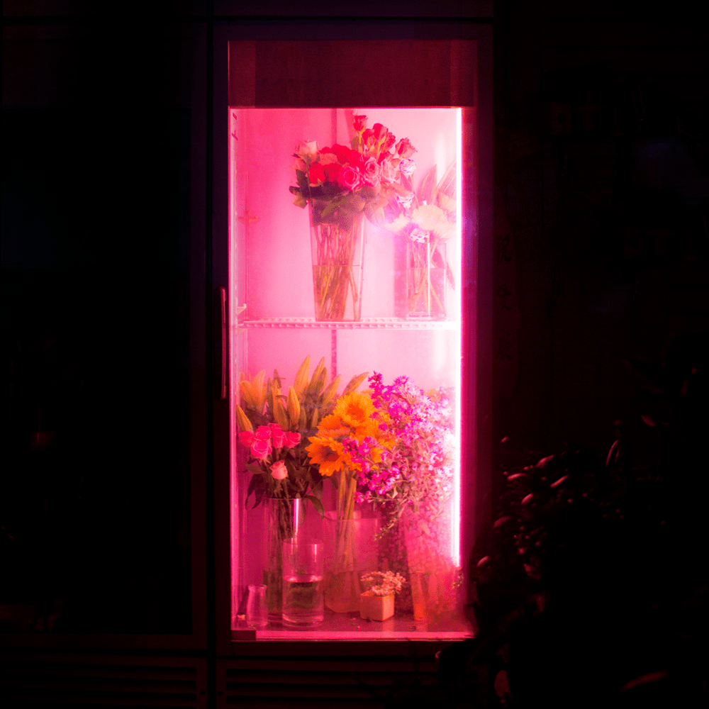 그대의 꿈결 (Dreaming of You)