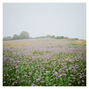 Sommergewitter Cover Art