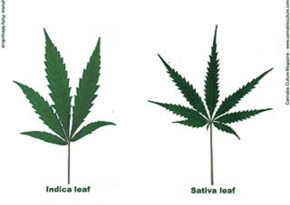 Indica & Sativa