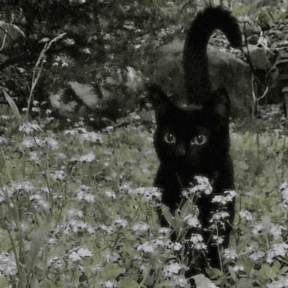 Album cover art for "i'm a burden and i know it." by i can’t trust myself tonight